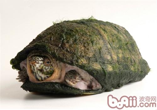 阿拉莫泥龟的喂食方法