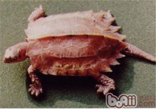 枫叶龟的形态特性