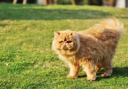 为何不可以剪猫胡子