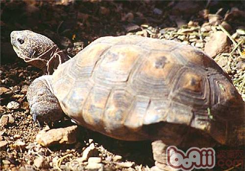 戈壁地鼠龟的生计情况