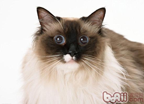怎么样为宠物猫选择适合的饭盆