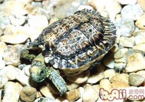 雀斑陆龟的生计情况