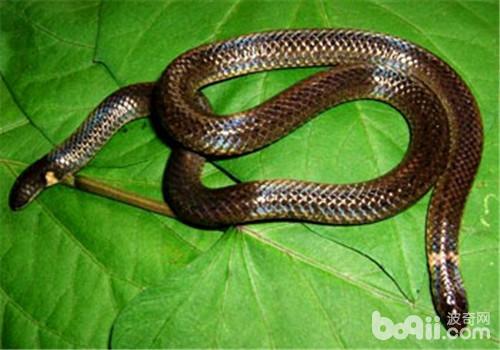 钝尾二头蛇的形状特性