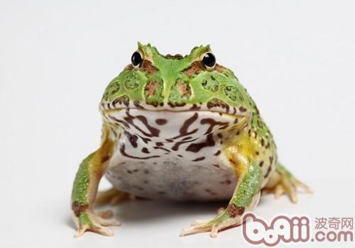 钟角蛙的保护常识