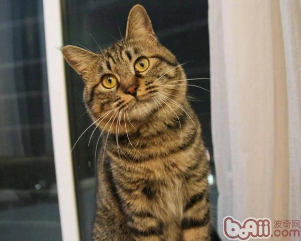 分辨美国短毛猫与中国狸花猫的办法