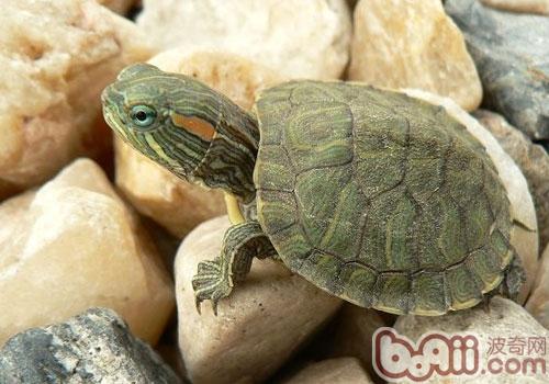 巴西龟幼龟饮食注沉事项