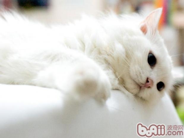 在家给宠物猫皮下注射猫疫苗
