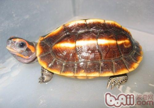 三棱乌龟的形态特性
