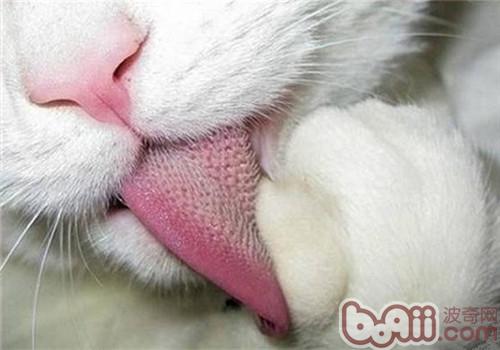 猫为什么会用舌头梳理外相