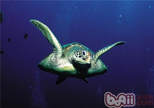 绿海龟的豢养重心