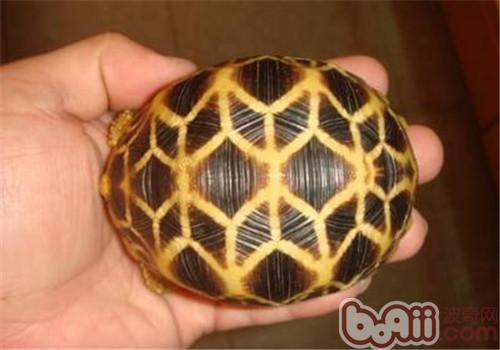 缅甸星龟是一种生活在缅甸的象龟
