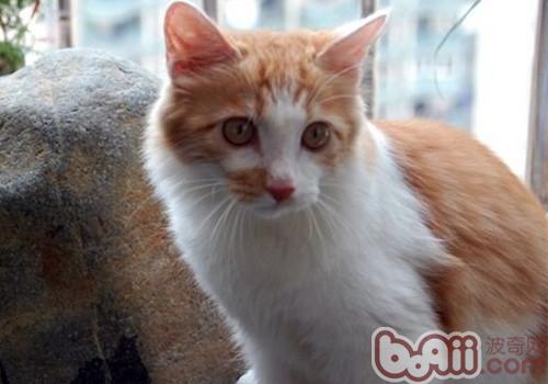 土耳其安哥拉猫的喂食央求