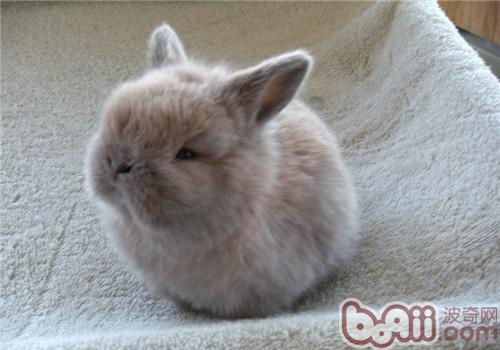 兔子可以用干洗粉吗？