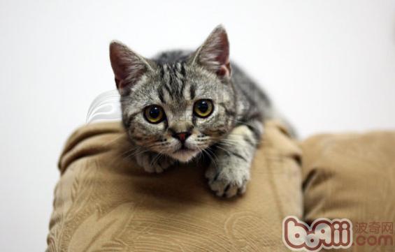 告诉你怎么样自制猫爬架