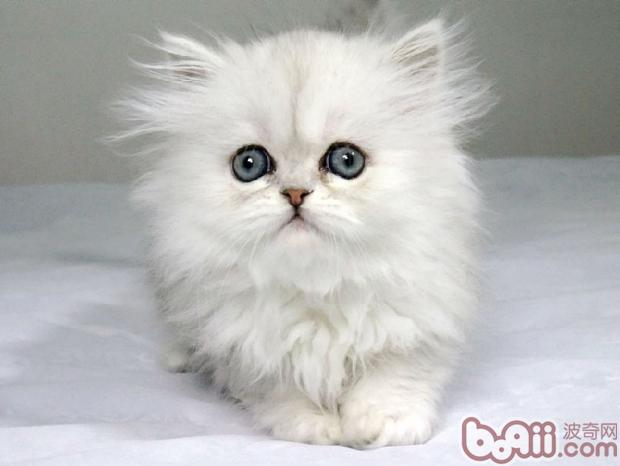 怎么样挑选一只健康的波斯猫