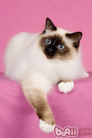宠物猫半夜总是叫是哪些原因