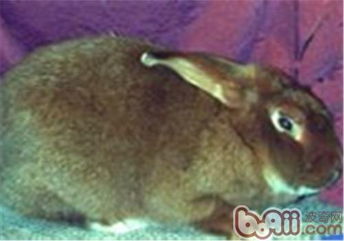 缎毛兔的胖育重心及食物的采用