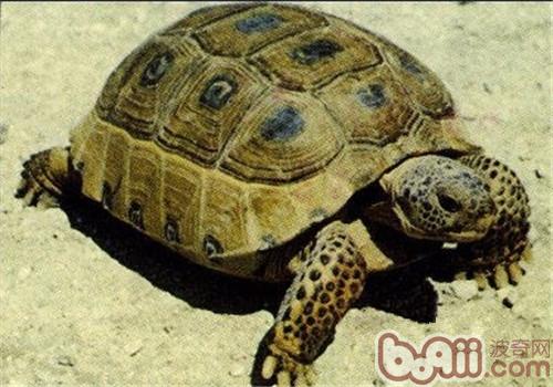 墨西哥地鼠龟的看护常识
