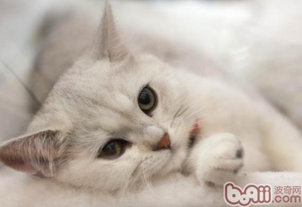 给宠物猫选择玩具的三个注意点