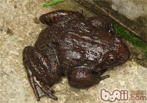 石蛙的形态特性