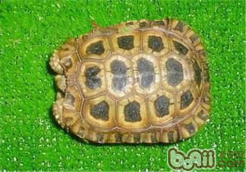 纳塔尔折背陆龟的生活环境