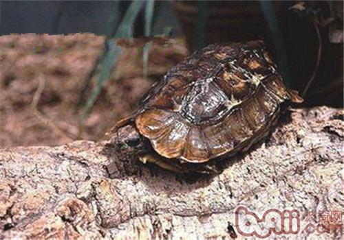 荷叶陆龟的表面特性