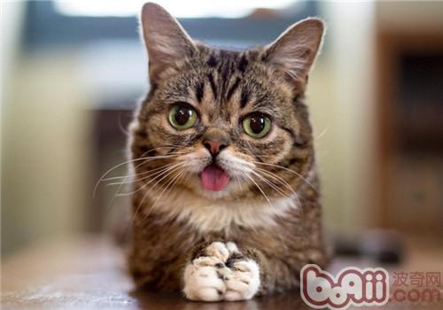 猫咪吐舌头是什么道理
