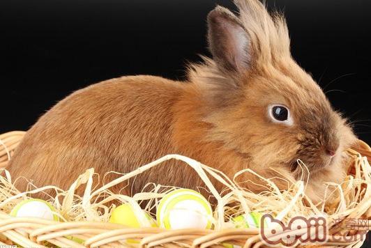 为兔兔采用环保健壮的玩具