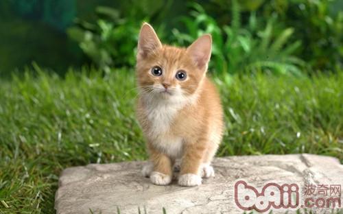 宠物猫走失，父母怎么样防范