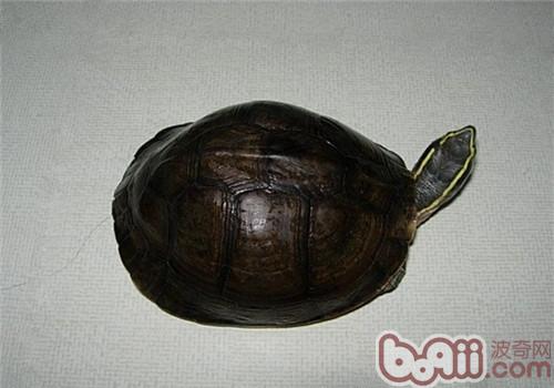 安布关壳龟的形态特性