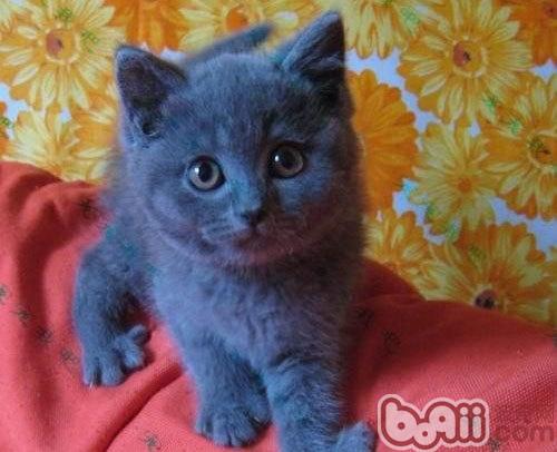 假日宠物猫寄养应该注意的问题