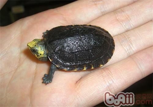 亚马逊泥龟的外表特性