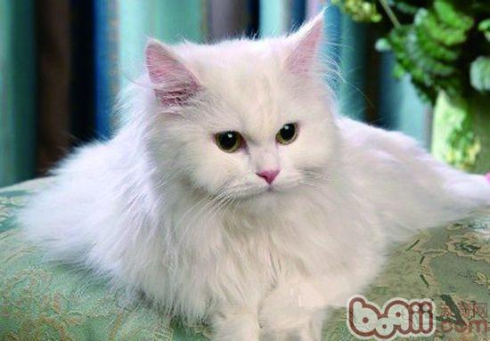 宠物猫受到惊吓吓后胆子小如何解决