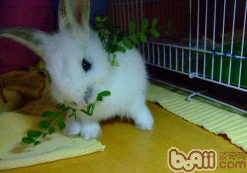 兔兔何以要吃草？