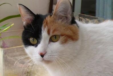 宠物猫身上最神秘的地方—腰