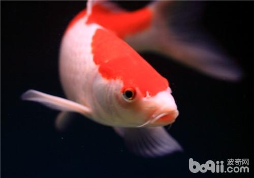 观赏鱼水中氧气的四大来源