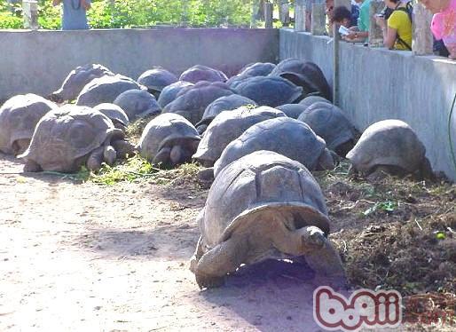 加拉巴戈象龟与亚达伯拉象龟的区别