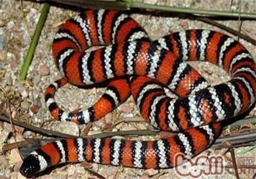 山王蛇的形态特性