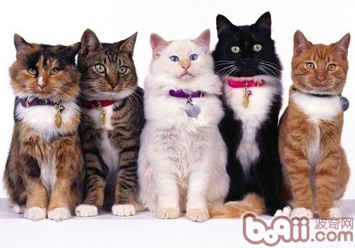 宠物猫的类型为何这么少