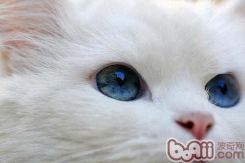 神秘宠物猫大曝光，正确饲养破除迷信