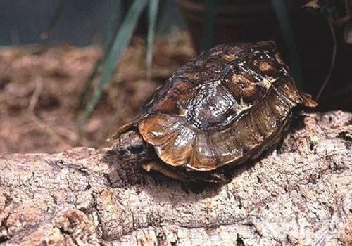 怎么样普及黑龟卵的受精率