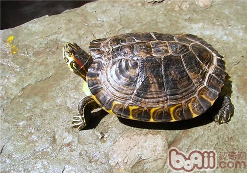 黄肚红耳龟的饲养环境