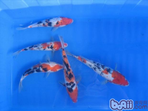 大正三色锦鲤(确定介绍)