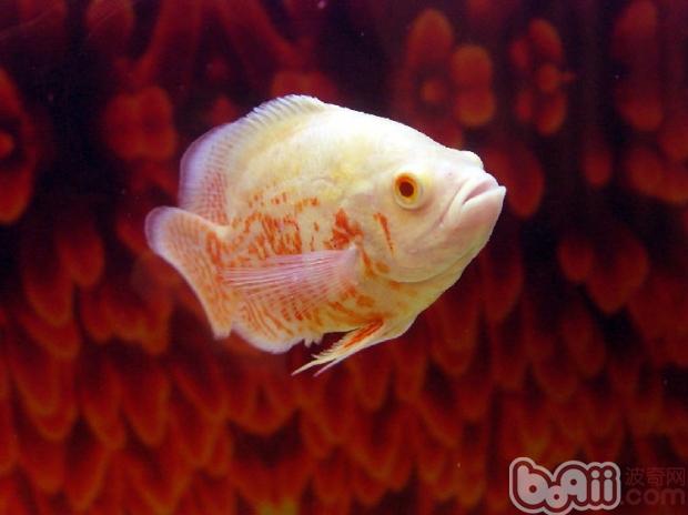 地图鱼的品种简介_q宠网_宠物领养_宠物资讯平台_中国宠物网
