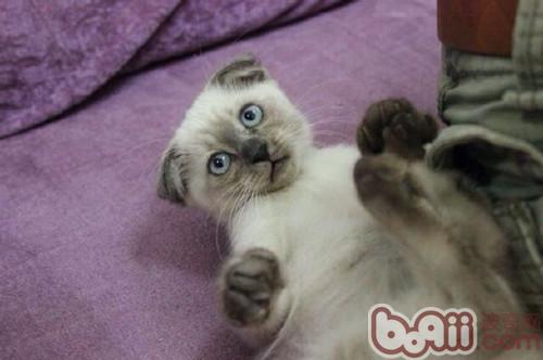 如何保证宠物猫的安全