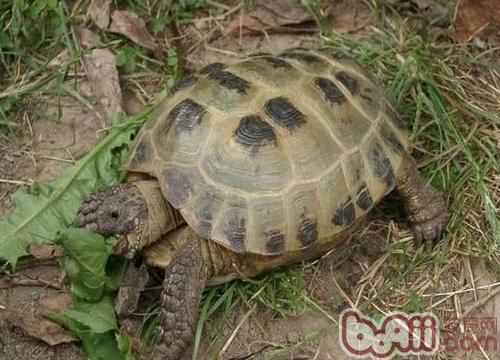 陆龟常用蔬菜及其选购