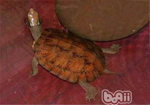 眼斑水龟的种类简介