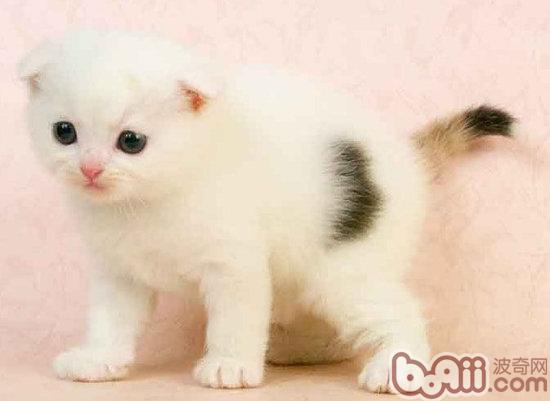 苏格兰折耳猫双眼的颜色介绍