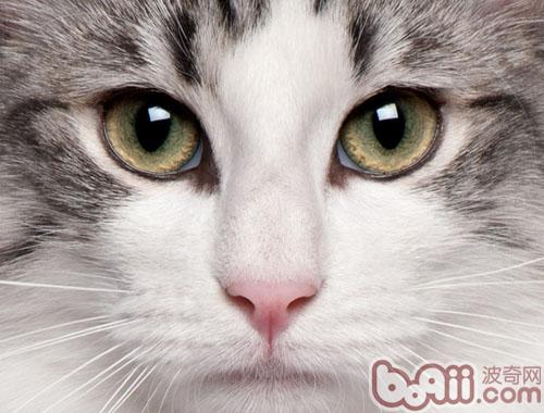 宠物猫个性与脸型有关