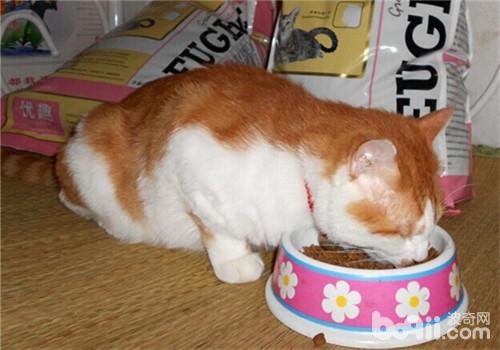 稠密猫粮大揭秘之猫咪不吃猫粮的应闭于方式